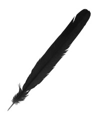 A tail feather of a Eurasian magpie. It is black with iridescent blue and green. Cut out on a transparent background.

