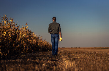 Rear view of young farmer walking in a corn field examining crop during sunset before harvest.