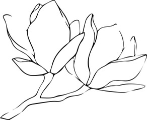 Vector illustration of magnolia flower bud line art. Floral element for design. © Милана Павлова