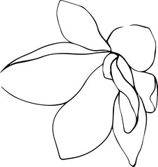 Vector illustration of magnolia flower bud line art. Floral element for design.
