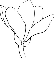 Vector illustration of magnolia flower bud line art. Floral element for design.