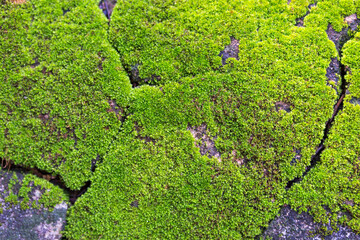 Green moss covered old cement wall, natural green moss texture background