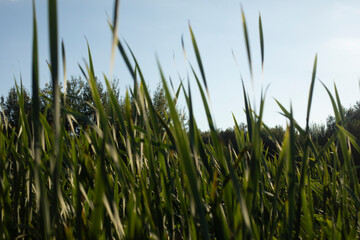 Obraz premium Grass in the swamp. Plants on the water. Marshland.