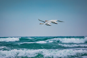 Fototapeta na wymiar Swans couple migration birds flying over beach toward sea horizon