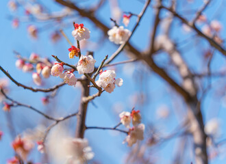 Flowers Blossoms Against Clear Blue Sky