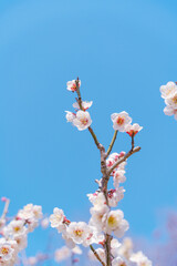 Flowers Blossoms Against Clear Blue Sky