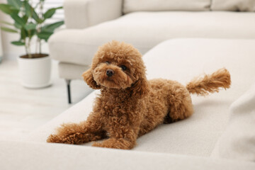 Cute Maltipoo dog resting on comfortable sofa at home. Lovely pet