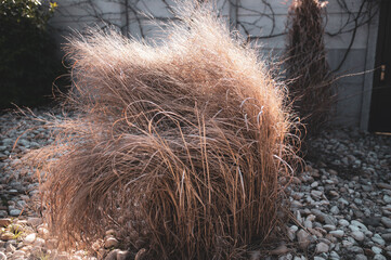 Dry flower grass - hay, behind the wall