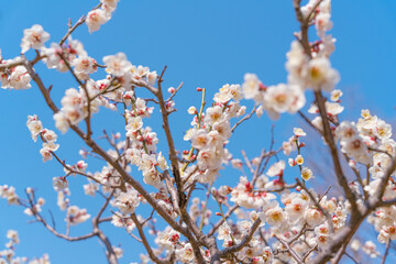 Flowers Blossoms Against Clear Blue Sky