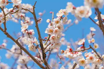 Flowers Blossoms Against Clear Blue Sky