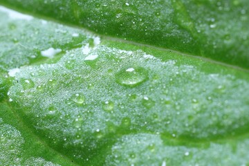 Texture of green leaf with water drops as background, macro view