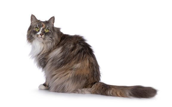 Impressive fluffy tortie cat, sitting up side ways. Looking straight to camera with green eyes. Isolated on a white background.