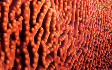 red coral fossil mineral texture detail