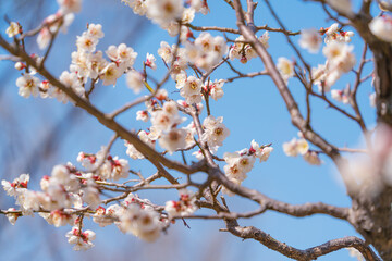 Flowers Blossoms Against Clear Blue Sky