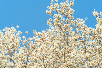 Flowers Blossoms Against Clear Blue Sky