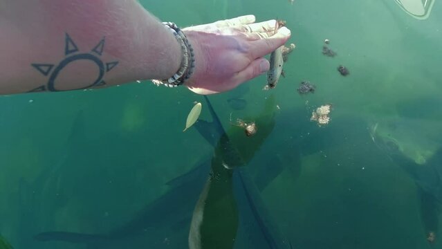 Feeding Tarpon fish off the side of a boat off the tropical waters of Hol Chan Marine Reserve, San Pedro, Belize. Handheld shot