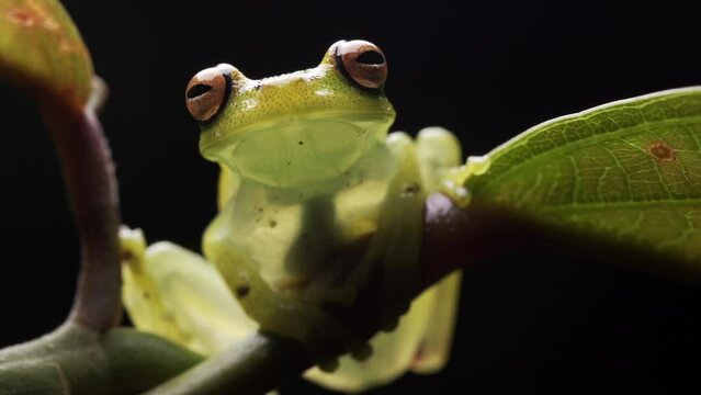 Full display of the rare Glass Tree Frog with incredible lighting
