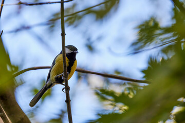 (Parus major) is a small sedentary bird of the Paridae family, widely distributed throughout Europe, Asia and northwestern Africa in the temperate zone.