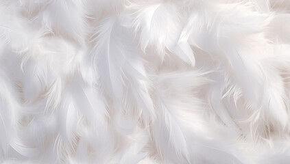 Pattern feather background textured bird white fluffy soft