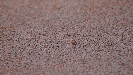 Fototapeta na wymiar A crawling insect. Media. A small ladybug that runs on the asphalt.