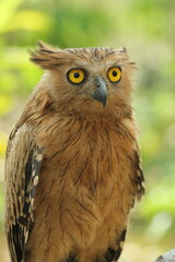 Naklejka premium bird, owl, ketupa owl, nice ketupa owl