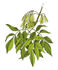 Ash tree branch with seeds and leaves