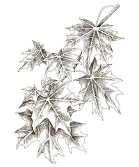 Monochrome maple leaf tree branch drawing