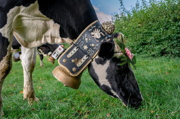 Swiss cows decorated with flowers and cowbell. Desalpes ceremony in Switzerland.