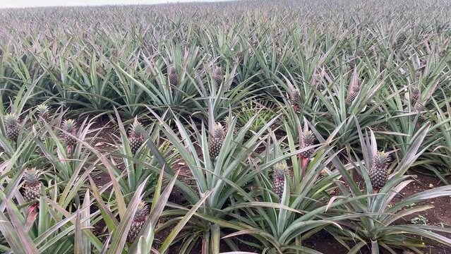 Pineapple plantation with fruits in open ground