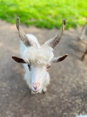 very cute and funny white goat, cute goat portrait 