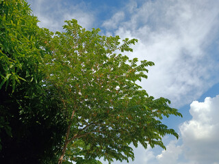 Beautiful bamboo trees and blue sky