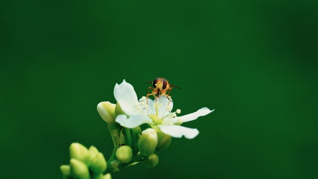 Close-up video: Yellow hoverfly nectaring on Venus flytrap flowers, covered in pollen. Isolated, room for text.
