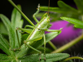 A Great green bush cricket resting on a leaf