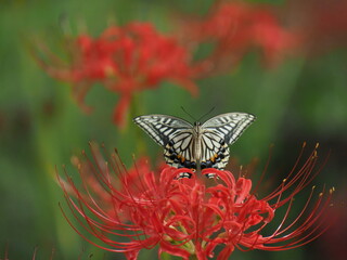butterfly on flower