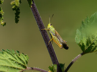 A large mountain Grasshopper sitting on a plant