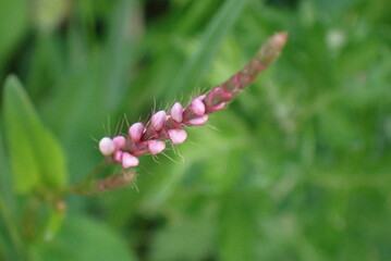 ピンク色のイヌダテのつぼみ