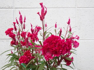 赤いケイトウの花