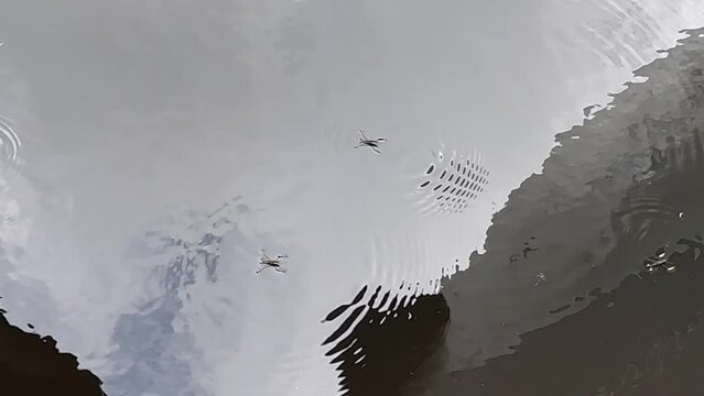 Water Strider insects on surface of wetland pond