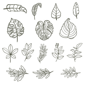 Vector set of leaves outlines