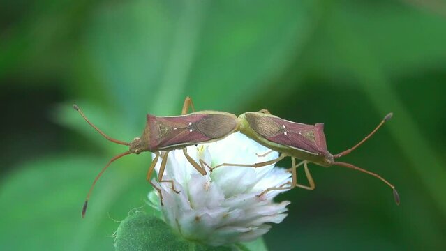 Close-up beetles are mating on a flower