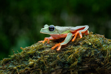 Morelet's Tree Frog (Agalychnis moreletii) also been called Black-eyed Leaf Frog or Popeye Hyla. 