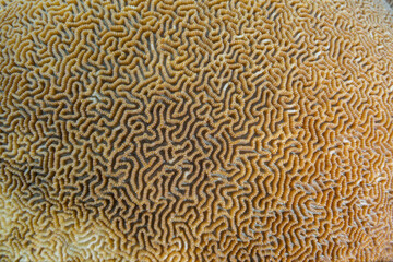 Close-up of coral in the crystal clear water in the shallow reefs off Bangka Island, off the northeastern tip of Sulawesi