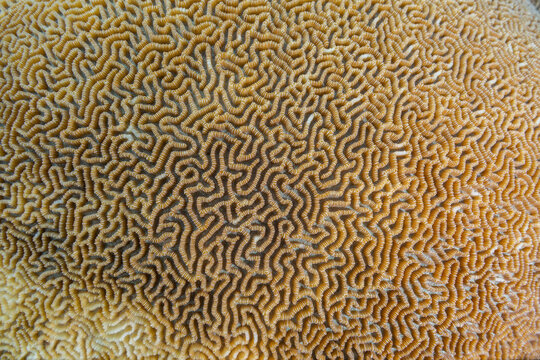 Close-up of coral in the crystal clear water in the shallow reefs off Bangka Island, off the northeastern tip of Sulawesi
