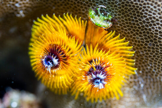 Christmas tree worms (Spirobranchus giganteus) in the shallow reefs off Bangka Island