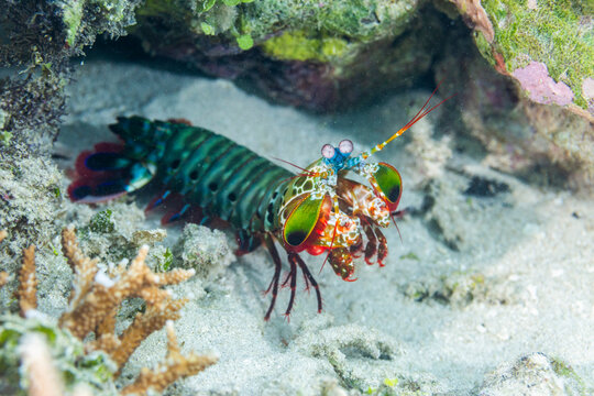 An adult peacock mantis (Odontodactylus scyllarus), in the Equator Islands, Raja Ampat