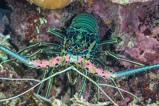 An adult painted spiny lobster (Panuluris versicolor), hunting off Bangka Island, off the northeastern tip of Sulawesi