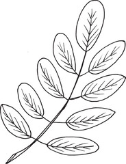 Vector illustration of ashberry, hand drawn. Black and white sketch.