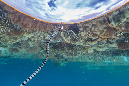 An adult banded sea krait (Laticauda colubrina), off Bangka Island, off the northeastern tip of Sulawesi