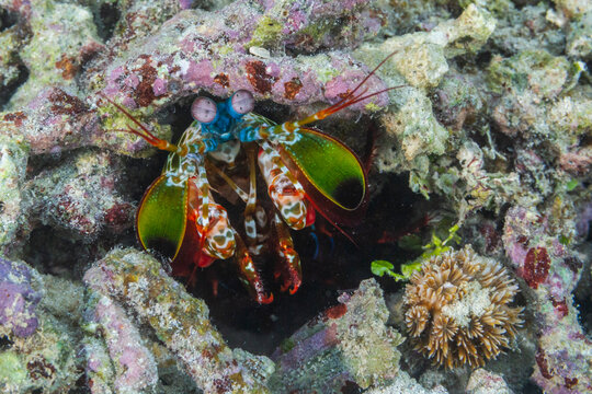 An adult peacock mantis (Odontodactylus scyllarus), in the Equator Islands, Raja Ampat