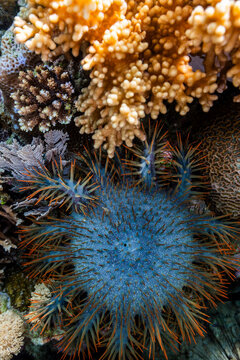 An adult Crown-of-Thorns starfish (Acanthaster planci), in the shallow reefs off Bangka Island